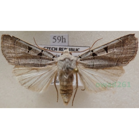 Eugnorisma glareosa (Esper, 1788) Czech59h